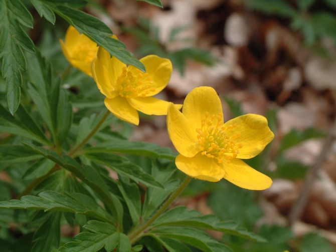 Anemonoides ranunculoides / Anemone gialla